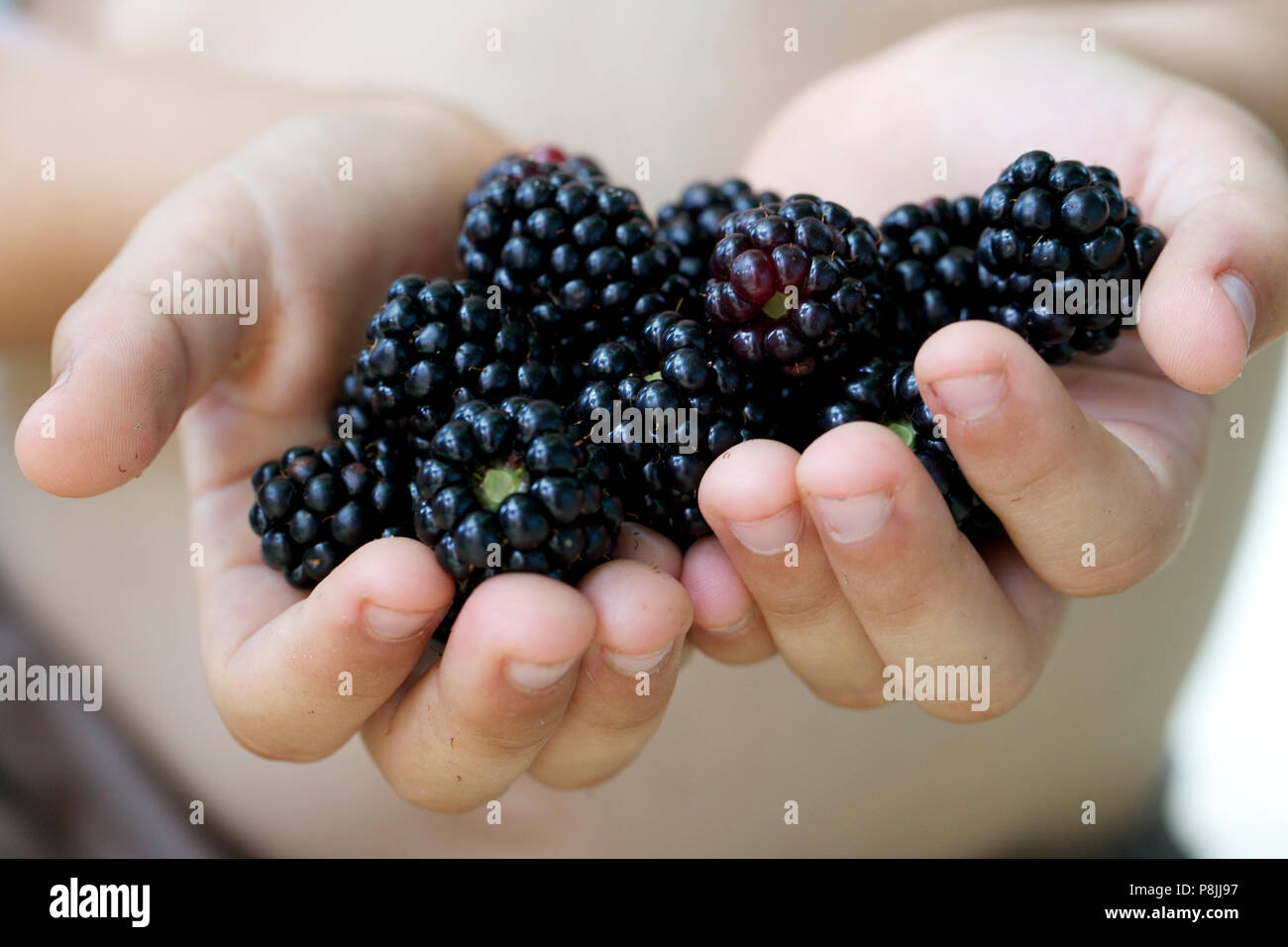 a handful of blackberries Stock Photo