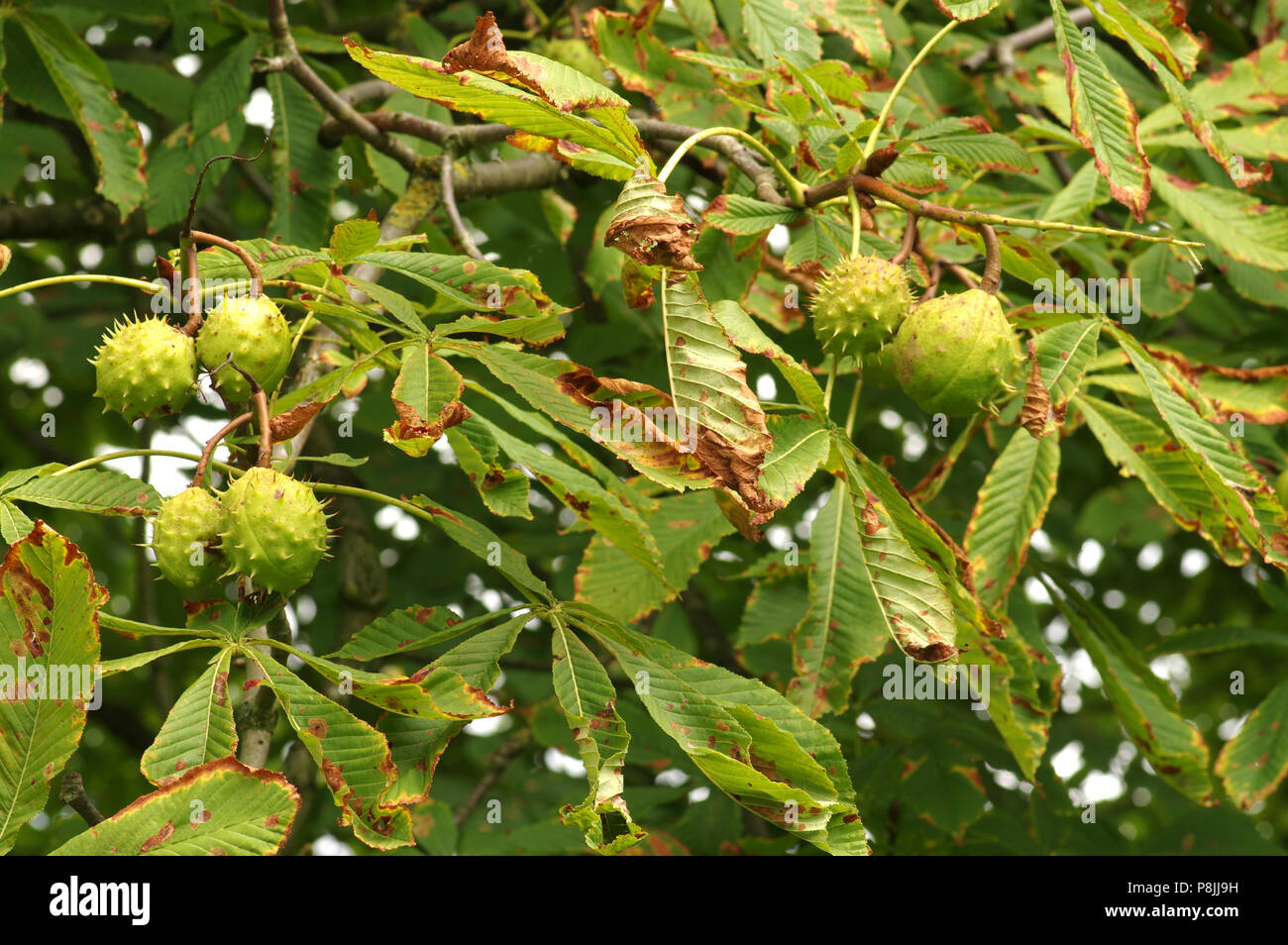 Horse chestnut Stock Photo