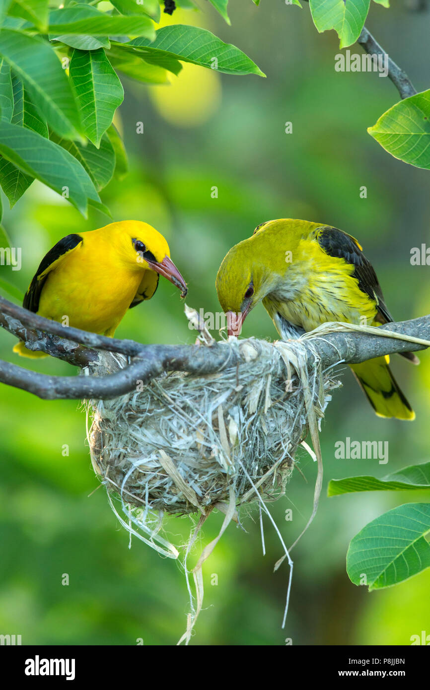 Pair Eurasian Golden Oriole sitting near nest and feeding chicks with