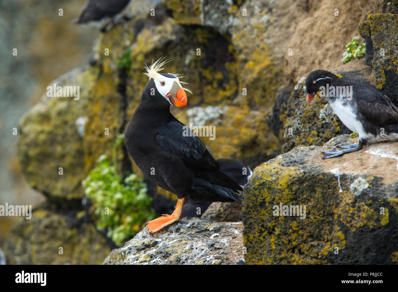 Resting  Tufted Puffin on birdcliff Stock Photo