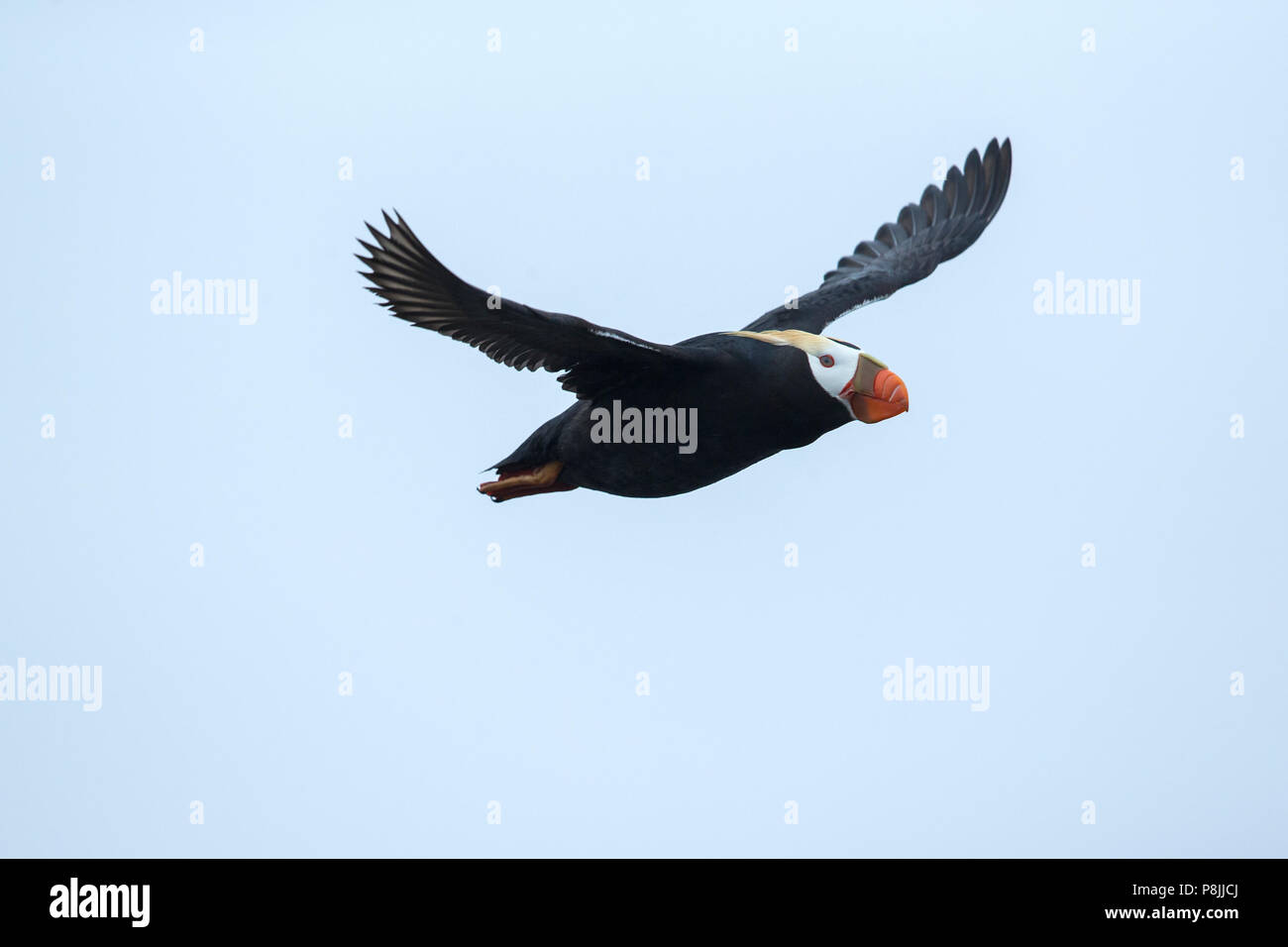 flying Tufted Puffin Stock Photo