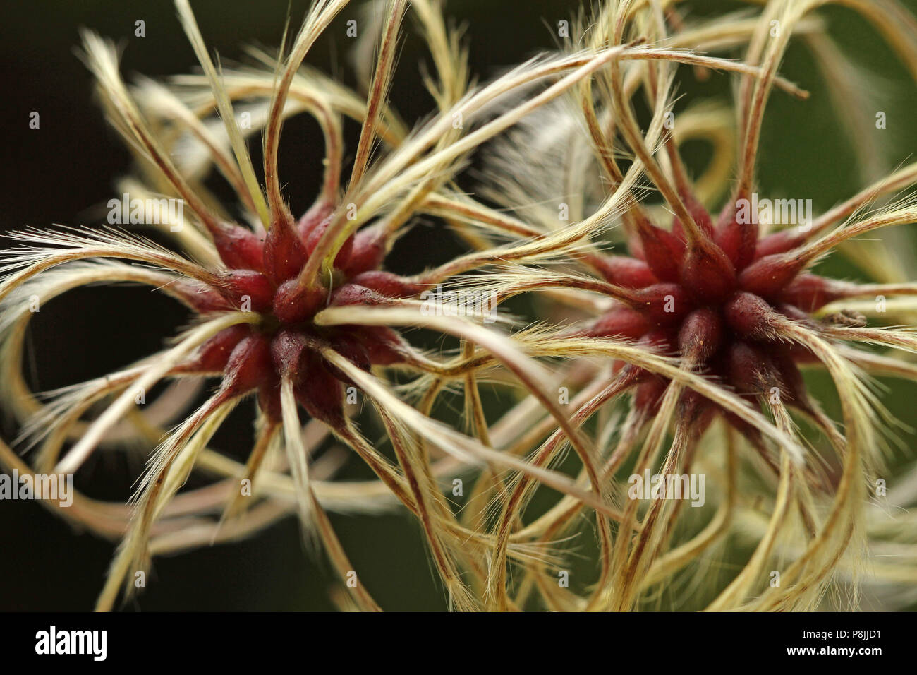 Fruits with fluffy hairs of Traveller's Joy (Clematis vitalba) Stock Photo