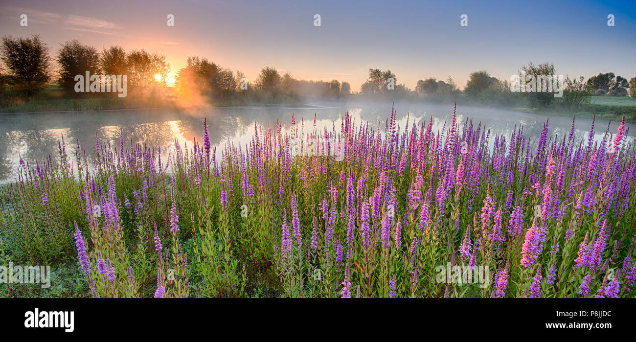 River foreland hi-res stock photography and images - Alamy