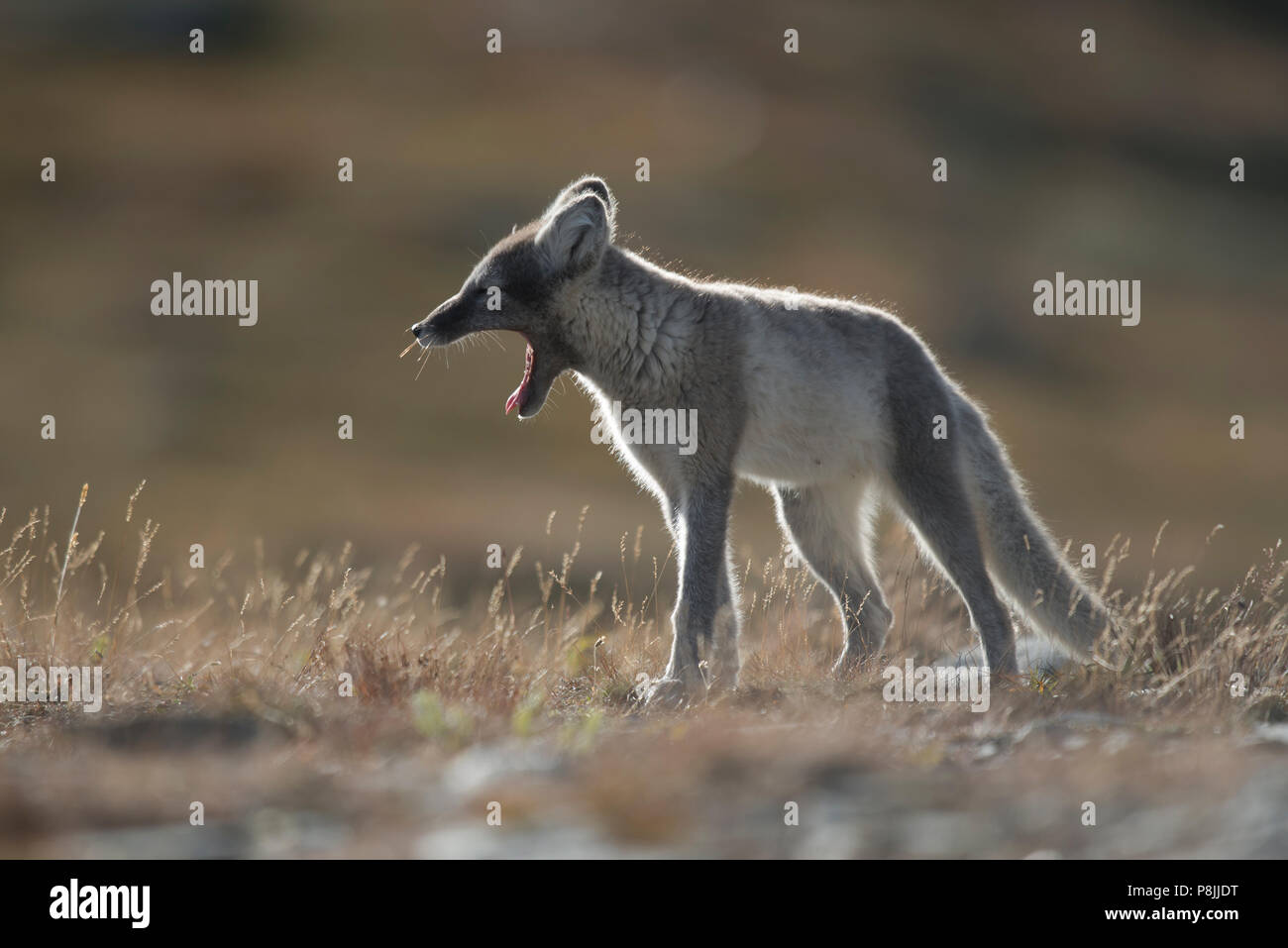A sleepy young arctic fox runs yawning near his lair. Stock Photo