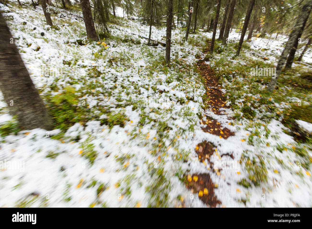 dynamic moving image suggesting walking or running on a snowy forest trail Stock Photo