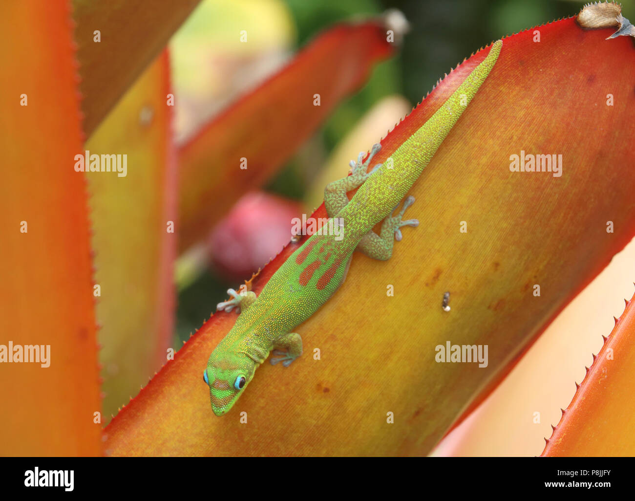 Gold Dust Day Gecko on an agave plant. On the Big Island of Hawai'i. Stock Photo