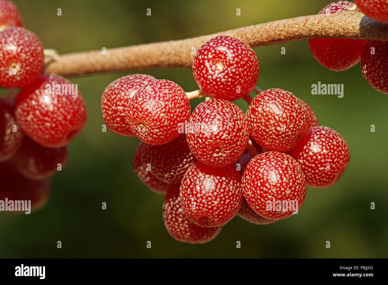 Close up of ripe berries of Japanese Berry (Elaeagnus multiflora) Stock Photo