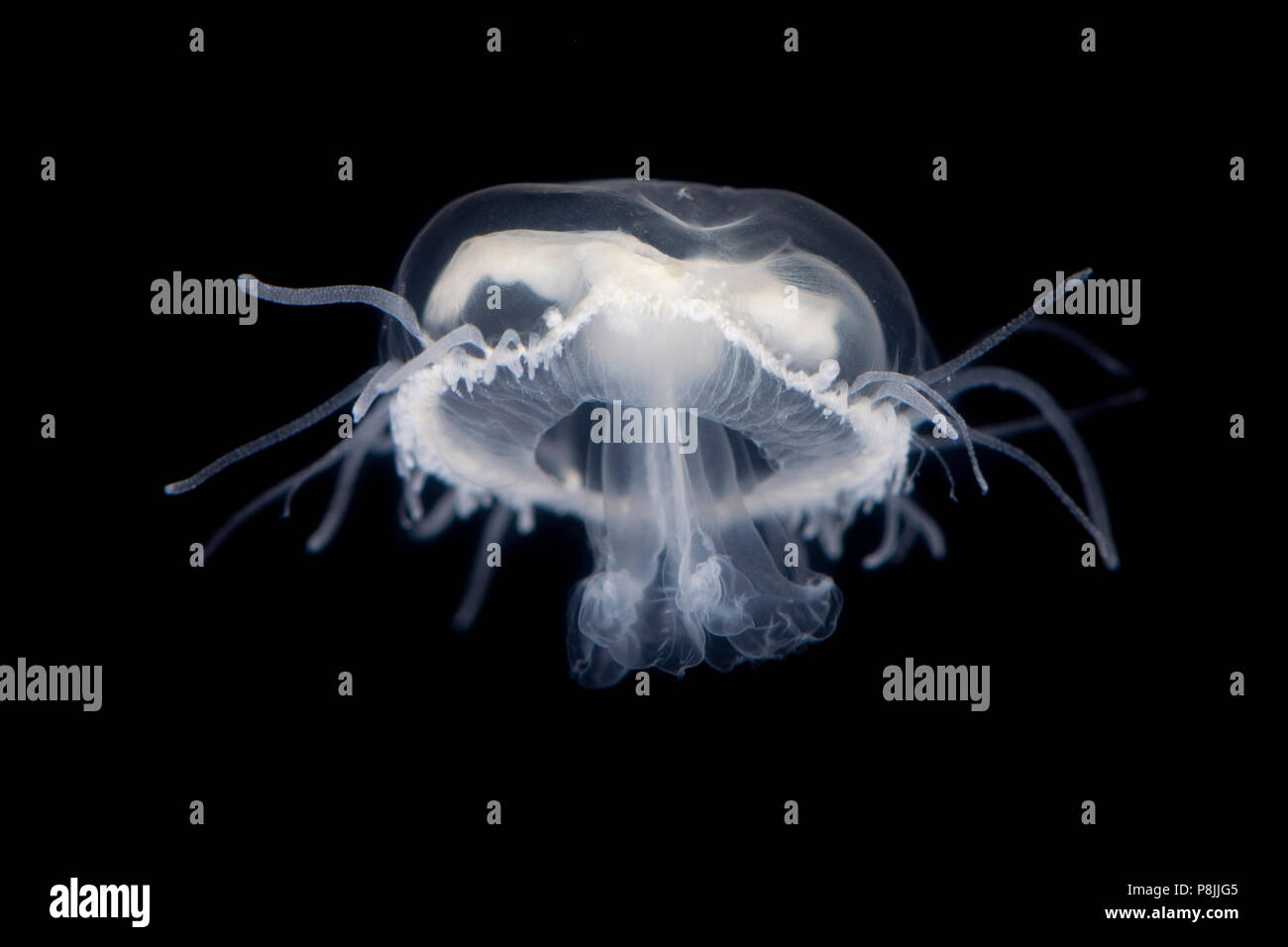 Freshwater jellyfish Stock Photo