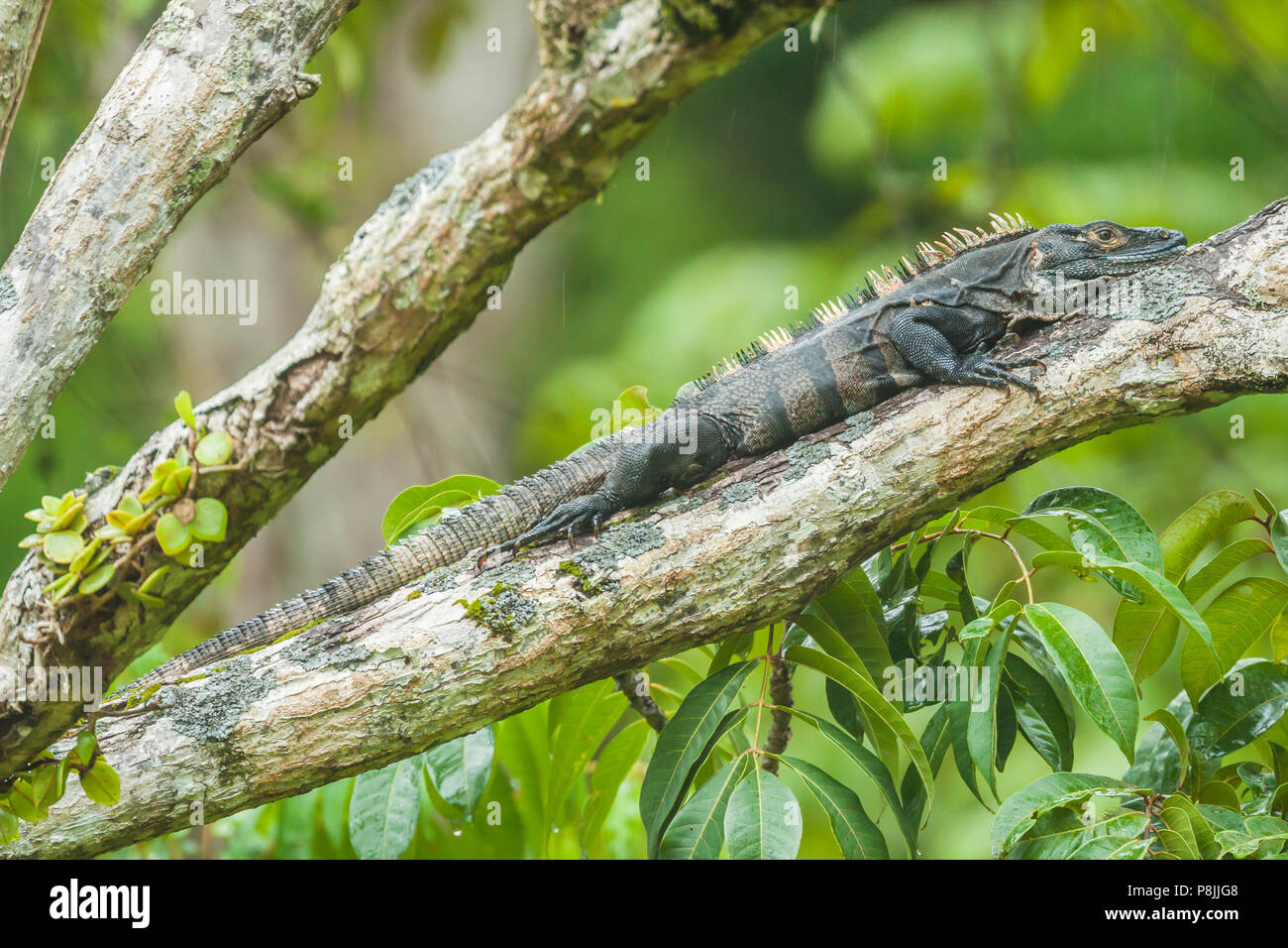 Black Ctenosaur (Ctenosaura similis) laying on a branch of a tree Stock Photo