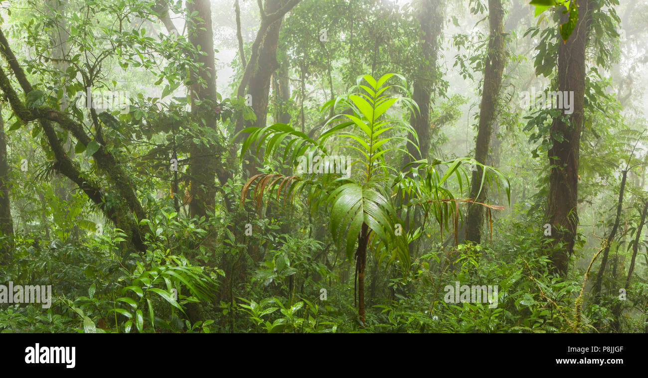Tropical Cloud forest at Monte Verde in Costa Rica Stock Photo