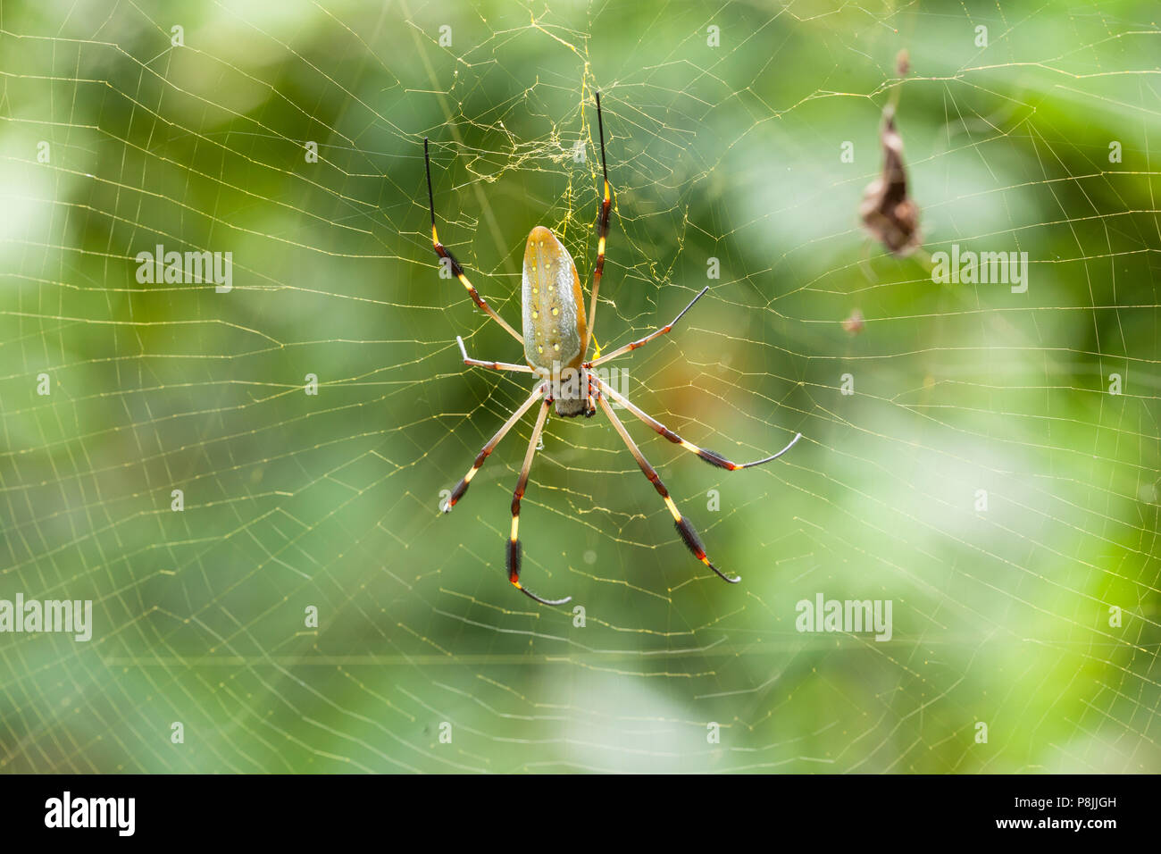 Banana Spider (Nephila clavipes) in web Stock Photo