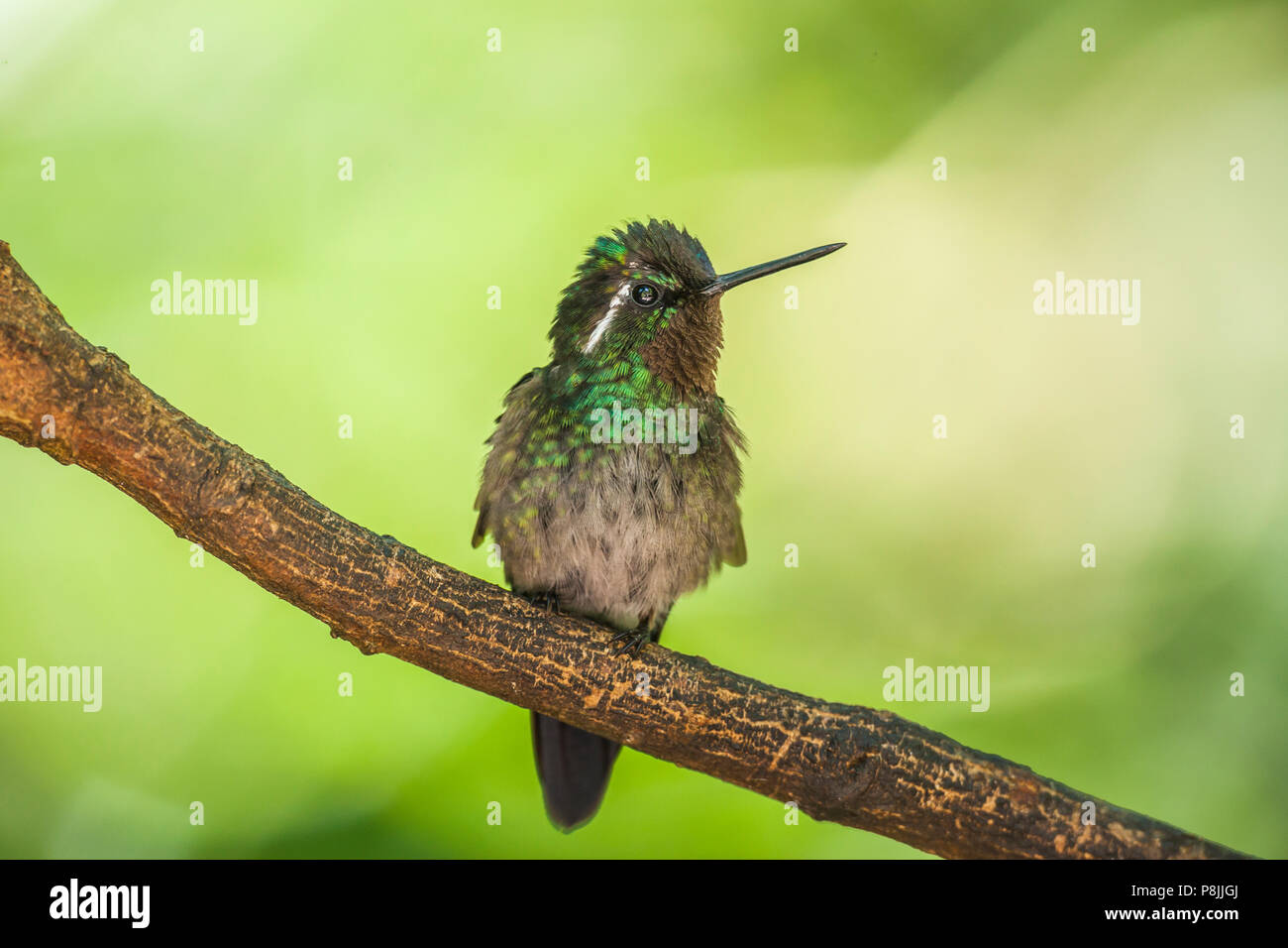 Purple-throated mountaingem (Lampornis calolaemus) perched on a branch Stock Photo