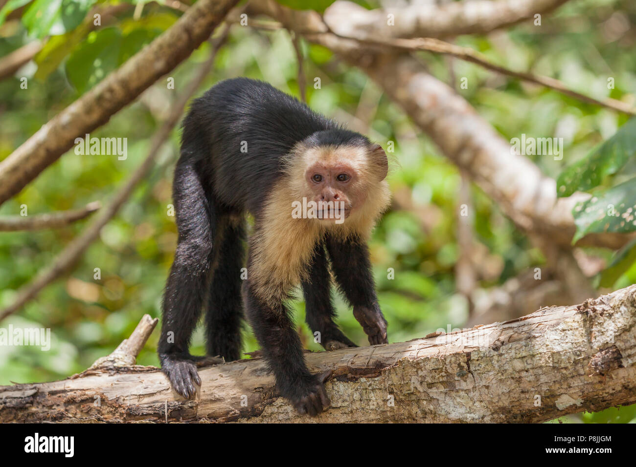 White faced Capuchin monkey (Cebus capucinus) in a tree Stock Photo