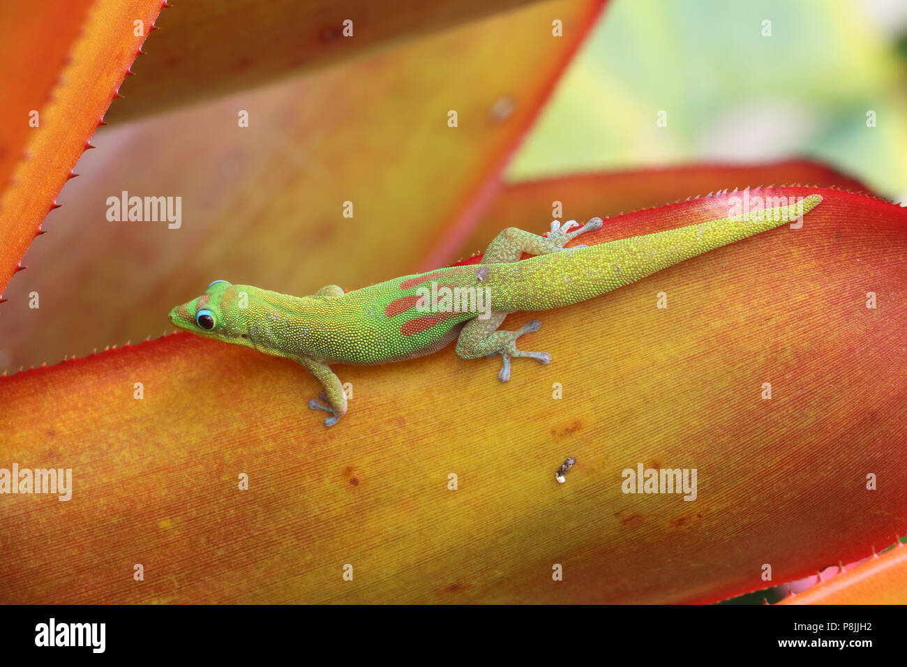 Gold Dust Day Gecko on an agave plant. On the Big Island of Hawai'i. Stock Photo