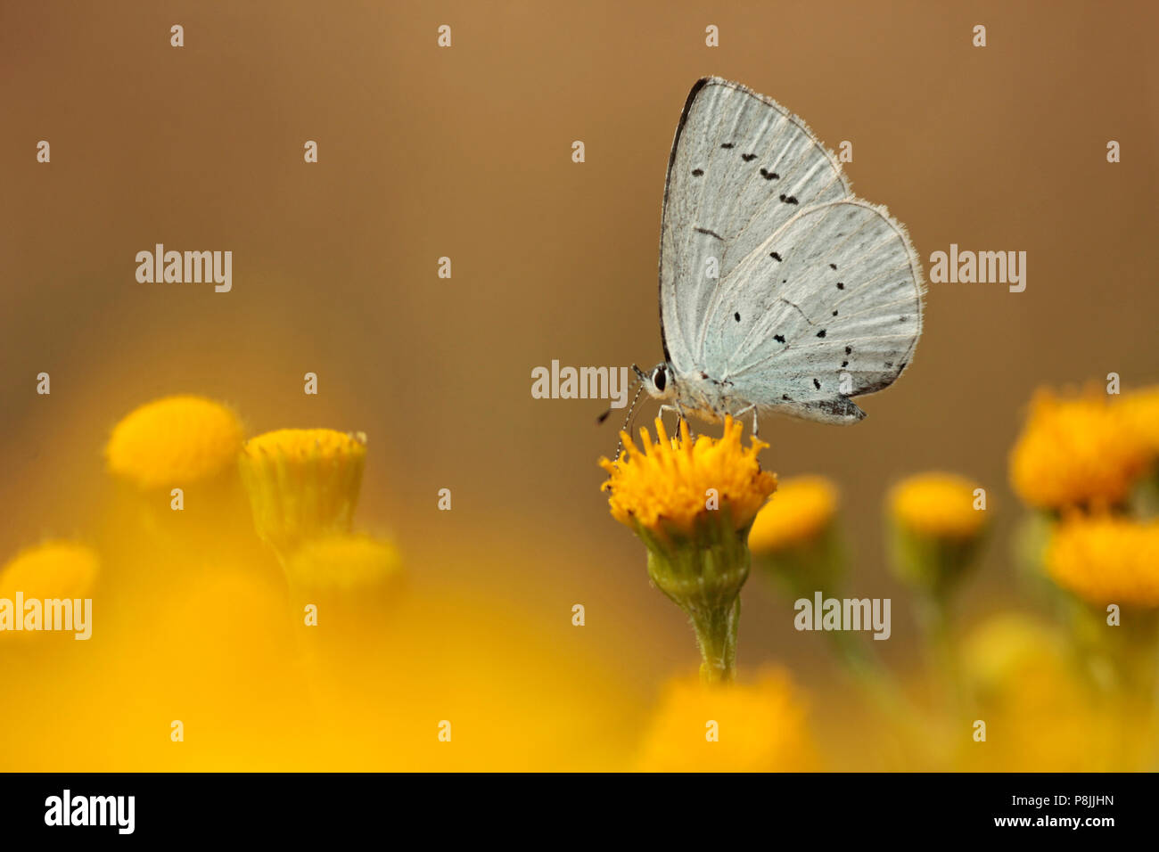 Holly Blue drinking nectar from the yellow flowers of Tansy. Stock Photo