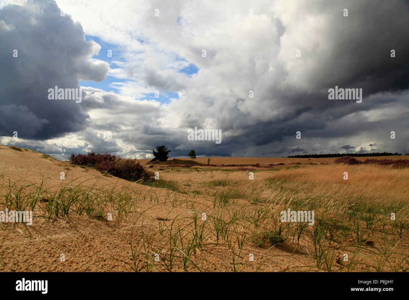 Inland sand dunes, an open space of sand, with some blooming heather and grasses. Stock Photo