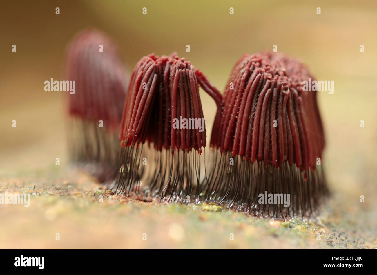Stemonitis axifera, a slime mold on a stem of a beech Stock Photo