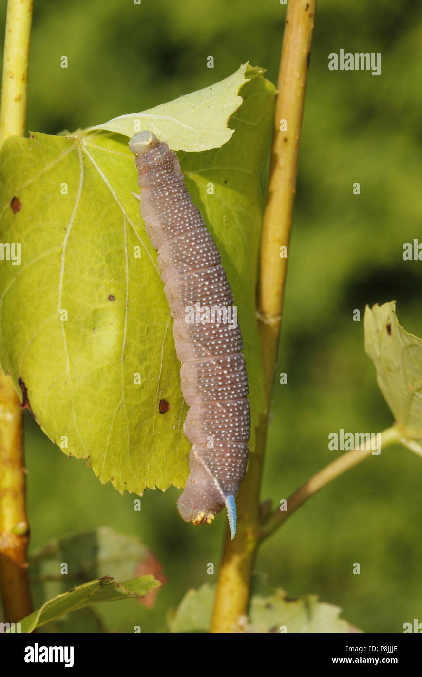 a caterpillar of a Lime Hawk-moth eating a leaf of a Large-leaved Linden Stock Photo