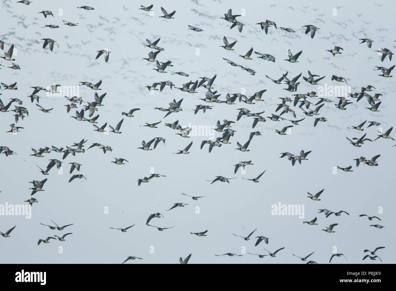 Group of flying Barnacle Geese Stock Photo Alamy