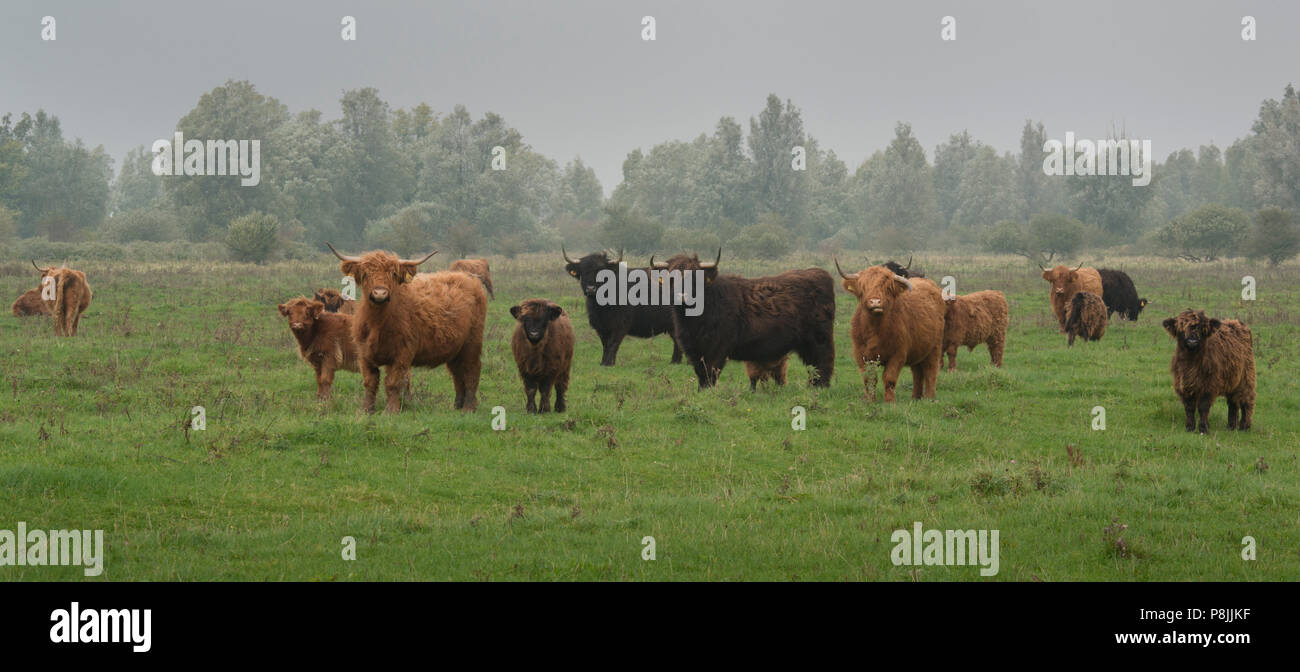 Highland cattle in Lauwersmeer. Stock Photo