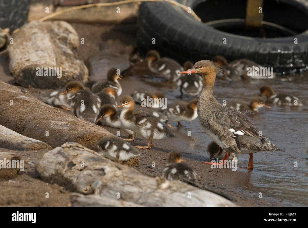 A Red-breasted Merganser (Mergus serrator) with young. Stock Photo