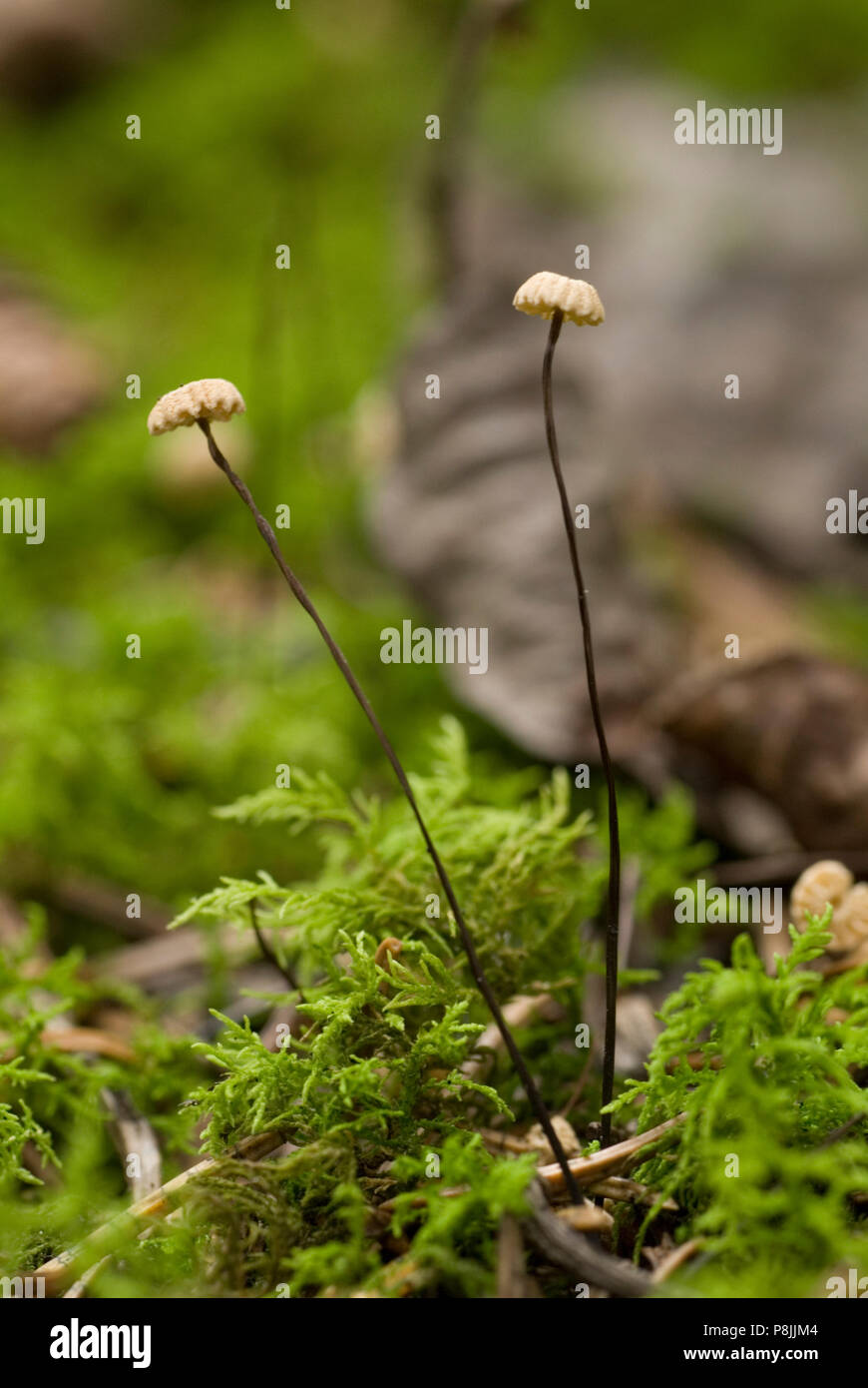 Collared Parachutes (Marasmius rotula) in the forest. Stock Photo