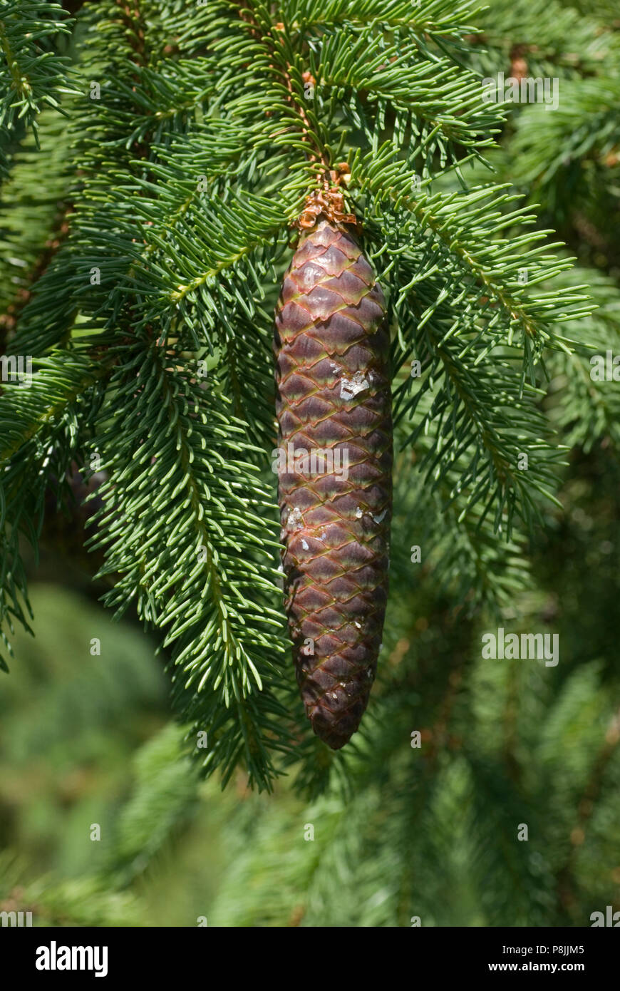 A spruce cone from the Norway Spruce (Picea abies) Stock Photo
