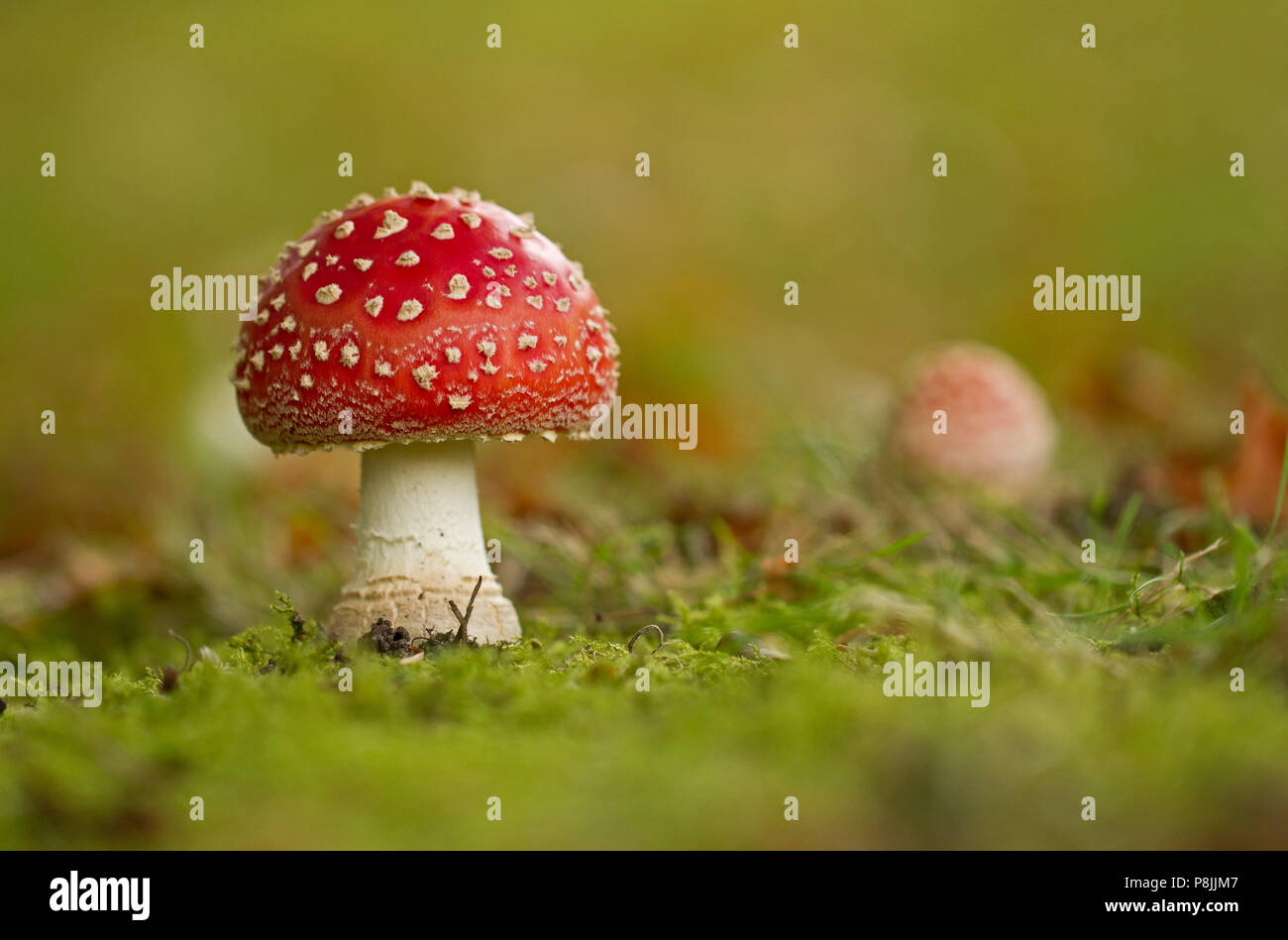 Fly agaric (Amanita muscaria) between mosses Stock Photo
