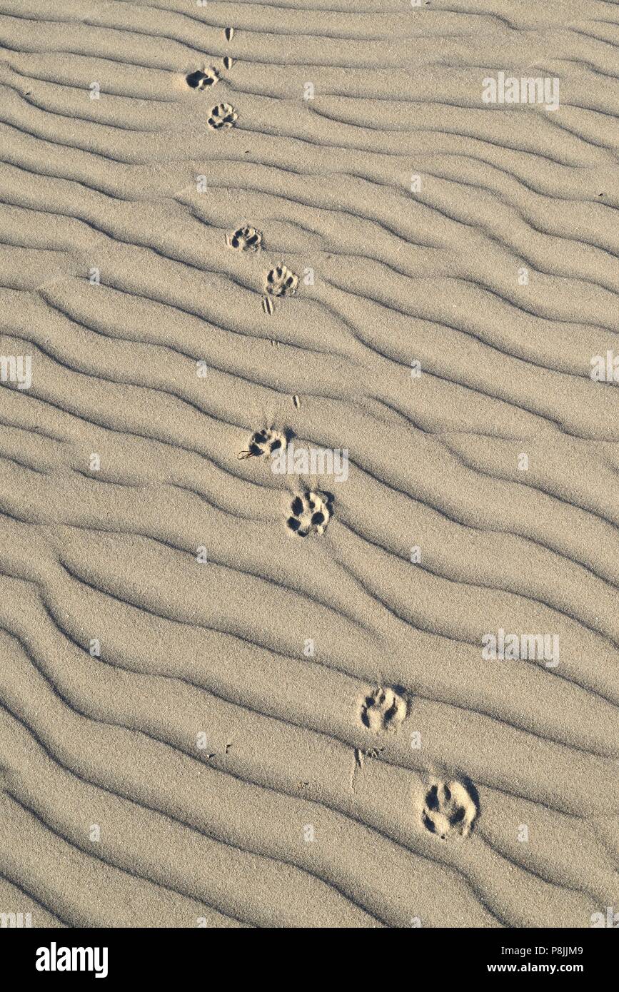 Paw prints and sand ripples on the dune sand from the sand drift Van Limburg Stirum in the Amsterdamse Waterleidingduinen near De Zilk Stock Photo