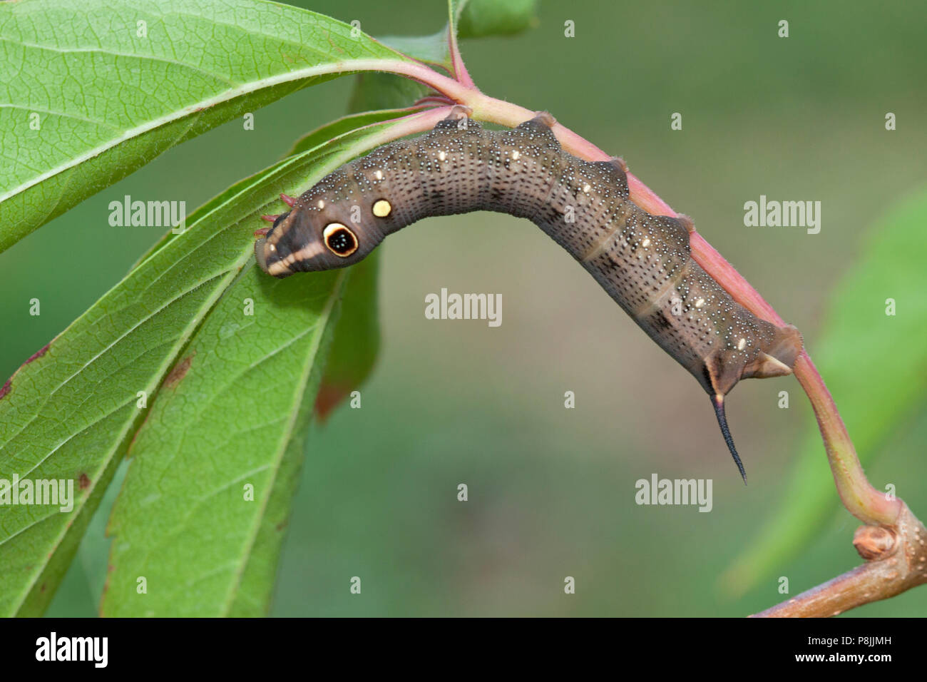 Caterpillar of the Silver-striped Hawkmoth Stock Photo