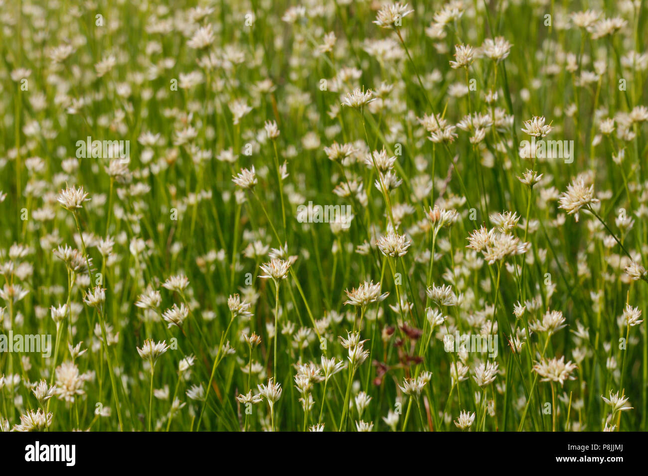 close-up of flowering White Beak-sedge Stock Photo