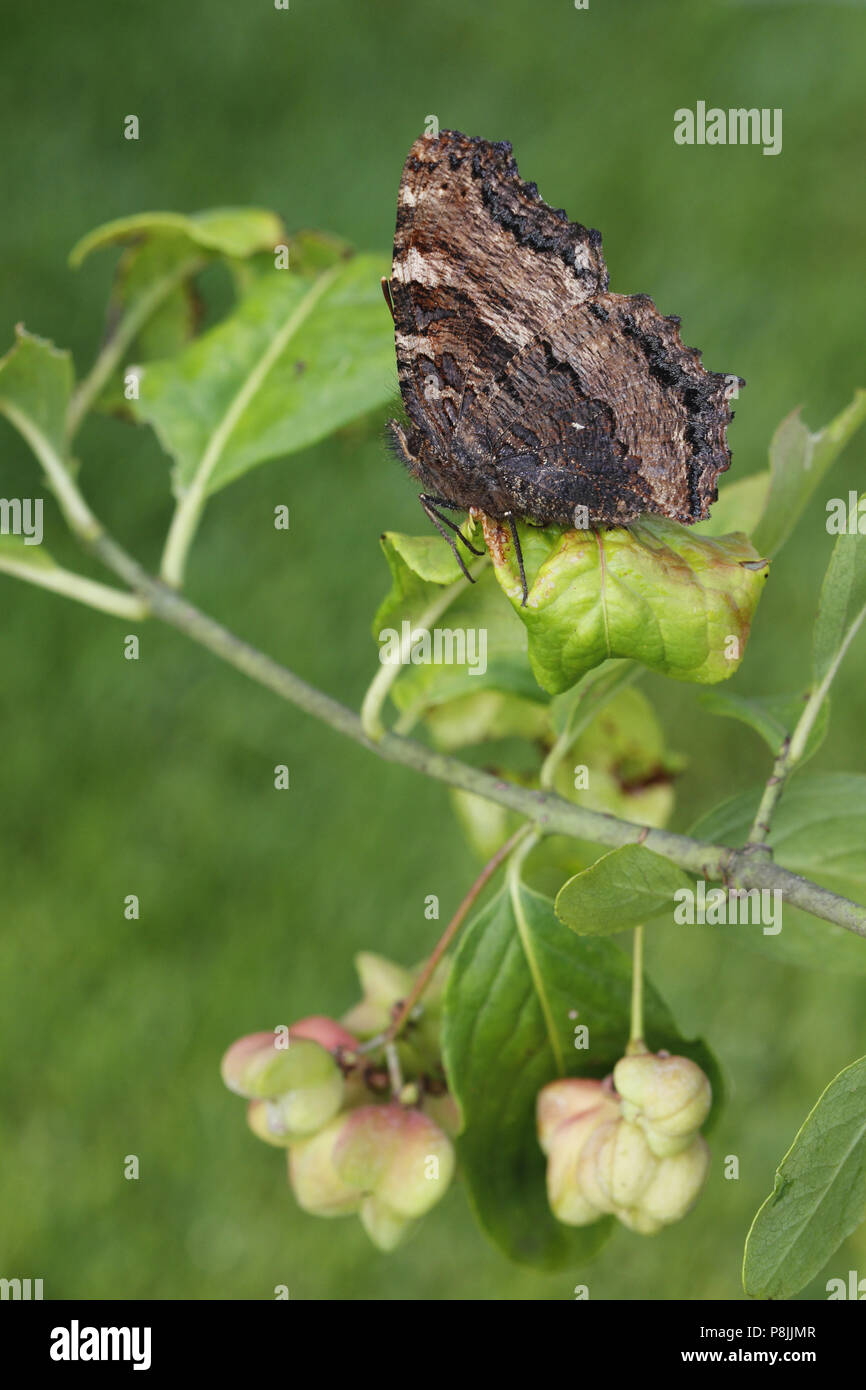 side-view Large Tortoiseshell on Spindle Stock Photo