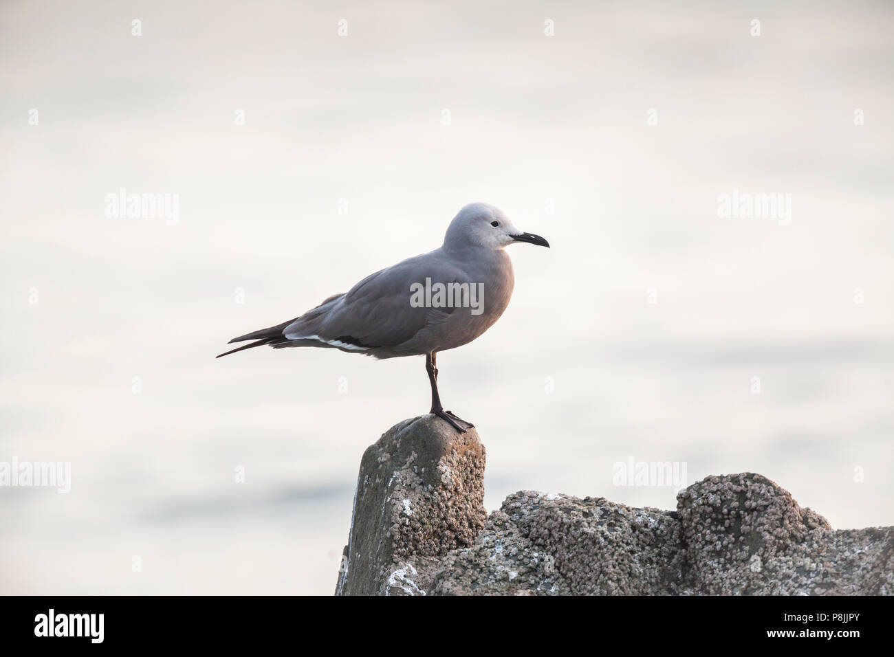 Gray Gull (Larus modestus) standing on rock in sea Stock Photo