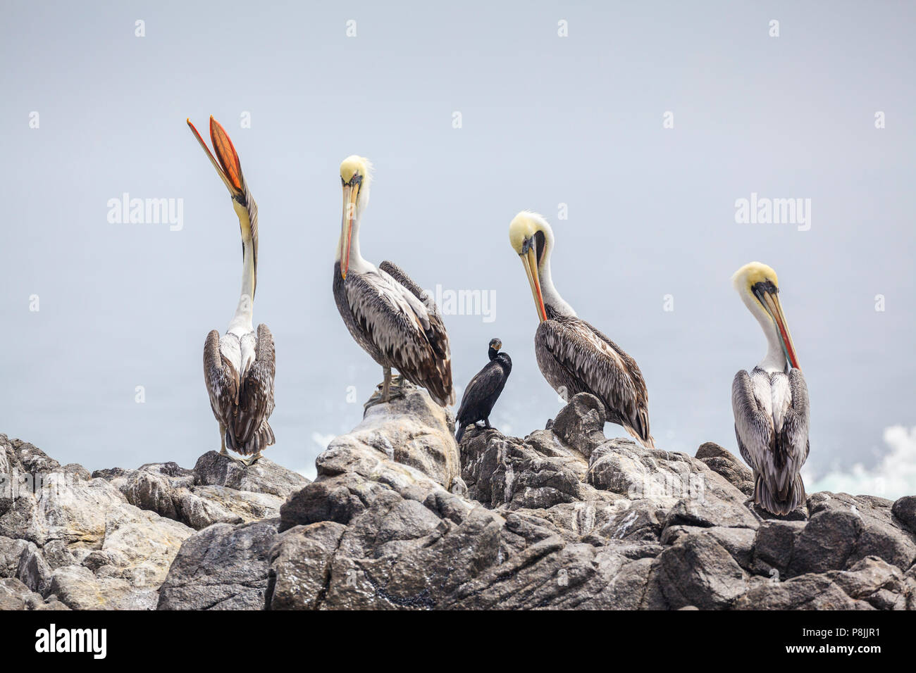 Group of four Peruvian Pelicans (Pelecanus thagus) and one Neotropic Cormorant (Phalacrocorax brasilianus) on a rock Stock Photo