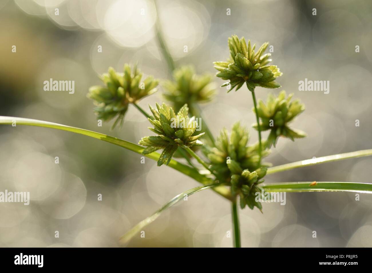 Flowering Pale Galingale Stock Photo