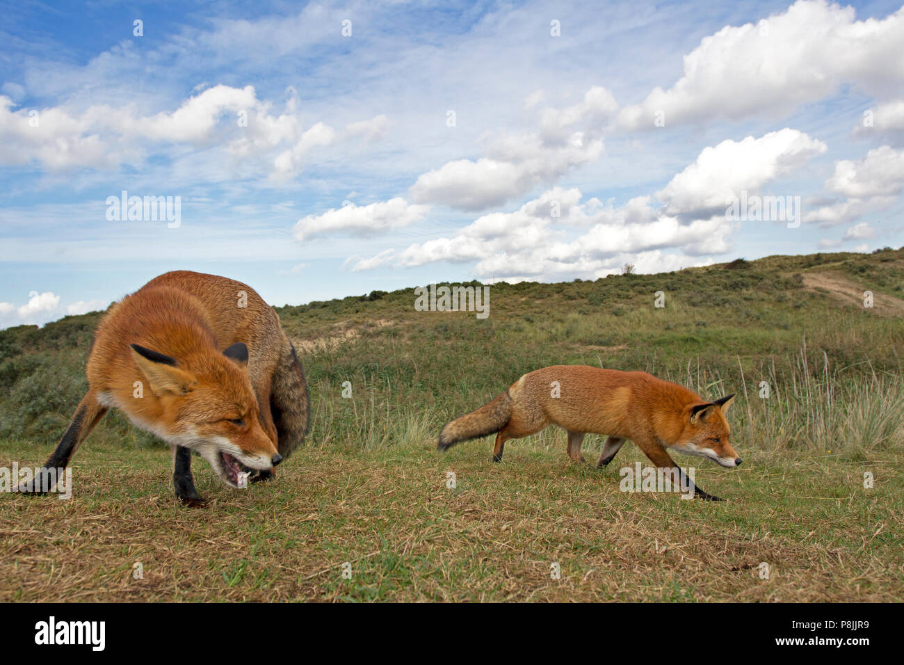red foxes in landscape Stock Photo
