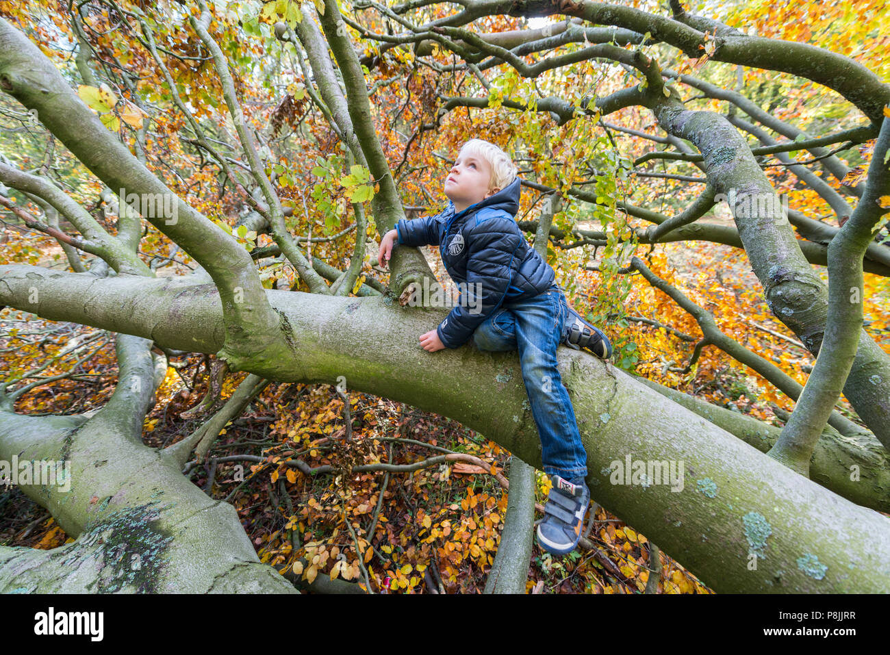 boy climbing a fallen beechtree during autumn Stock Photo