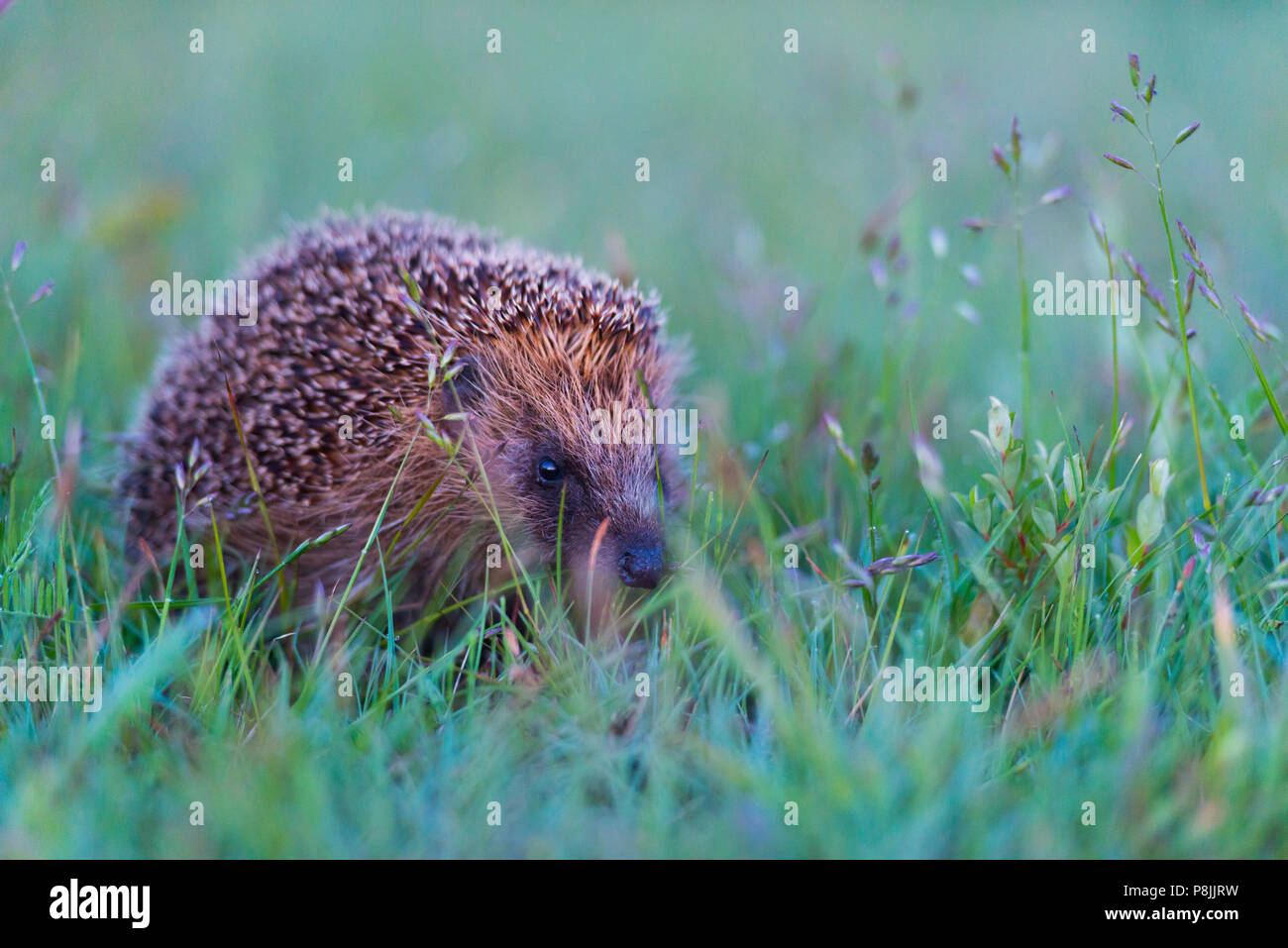 european hedgehog Stock Photo