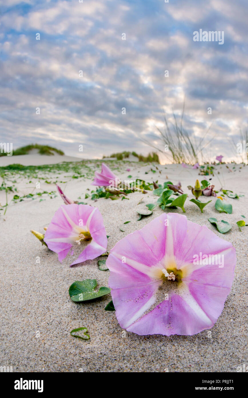 flowering Sea Bindweed plants in mobile sanddunes Stock Photo