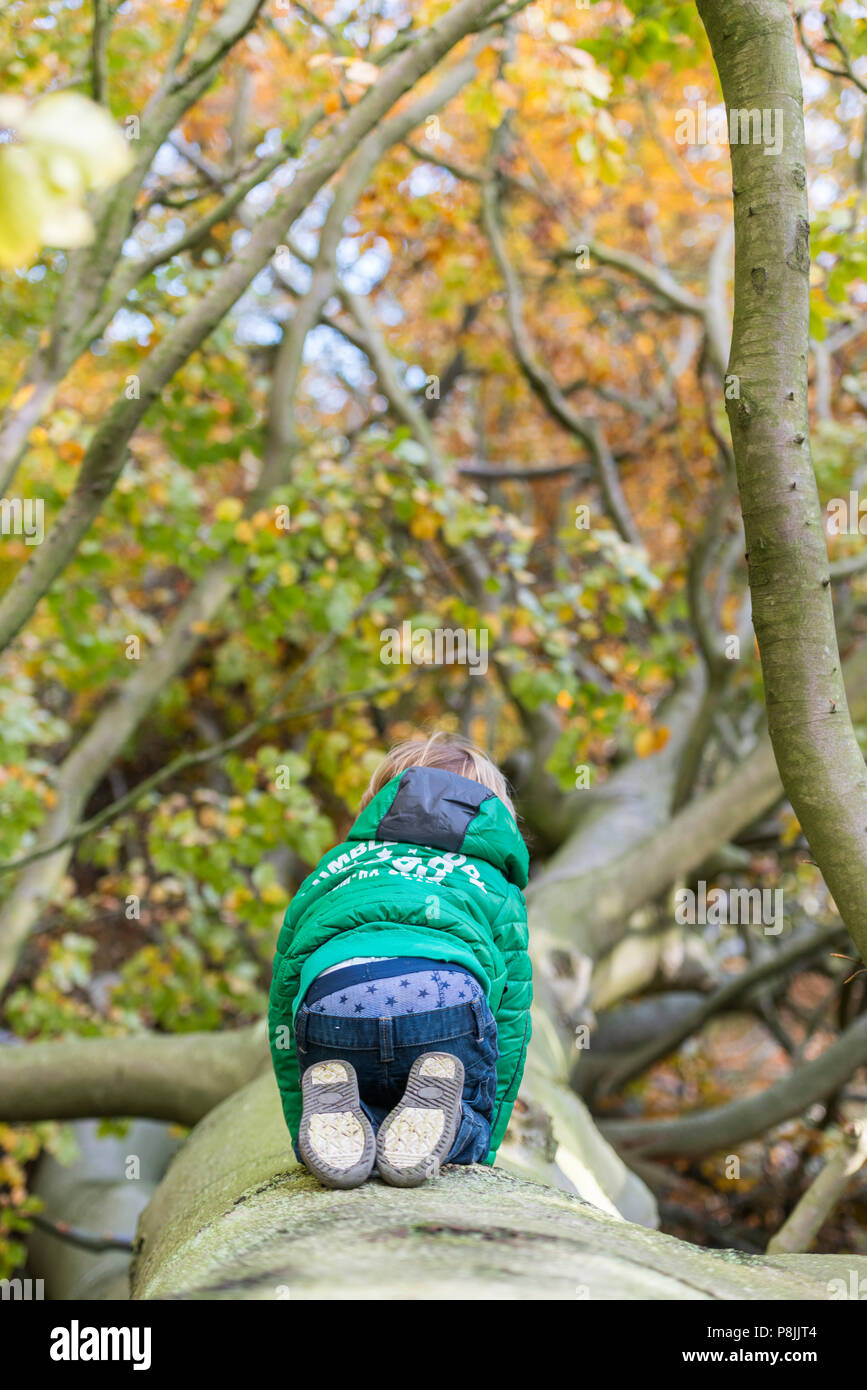 boy climbing a fallen beechtree during autumn Stock Photo