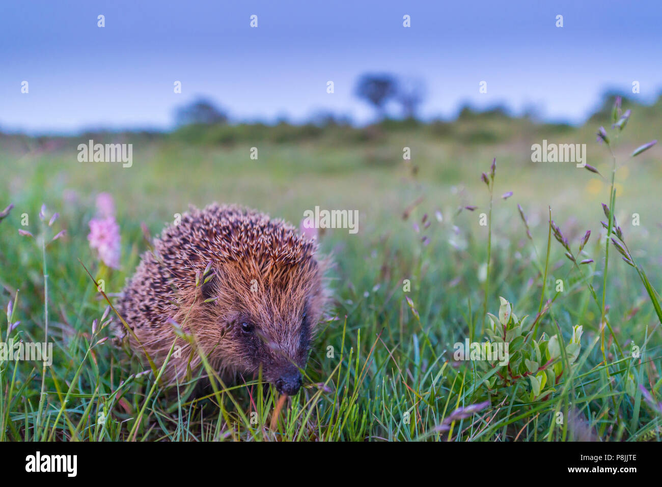 european hedgehog in a wet dune valley on an evening in spring Stock Photo