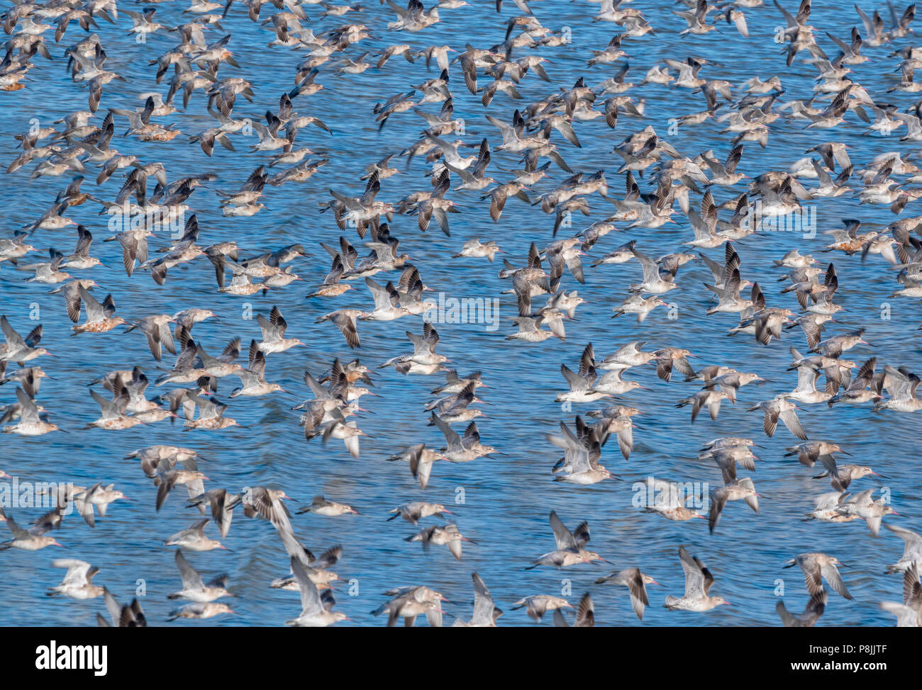 bar-tailed godwits at hightide roost Stock Photo