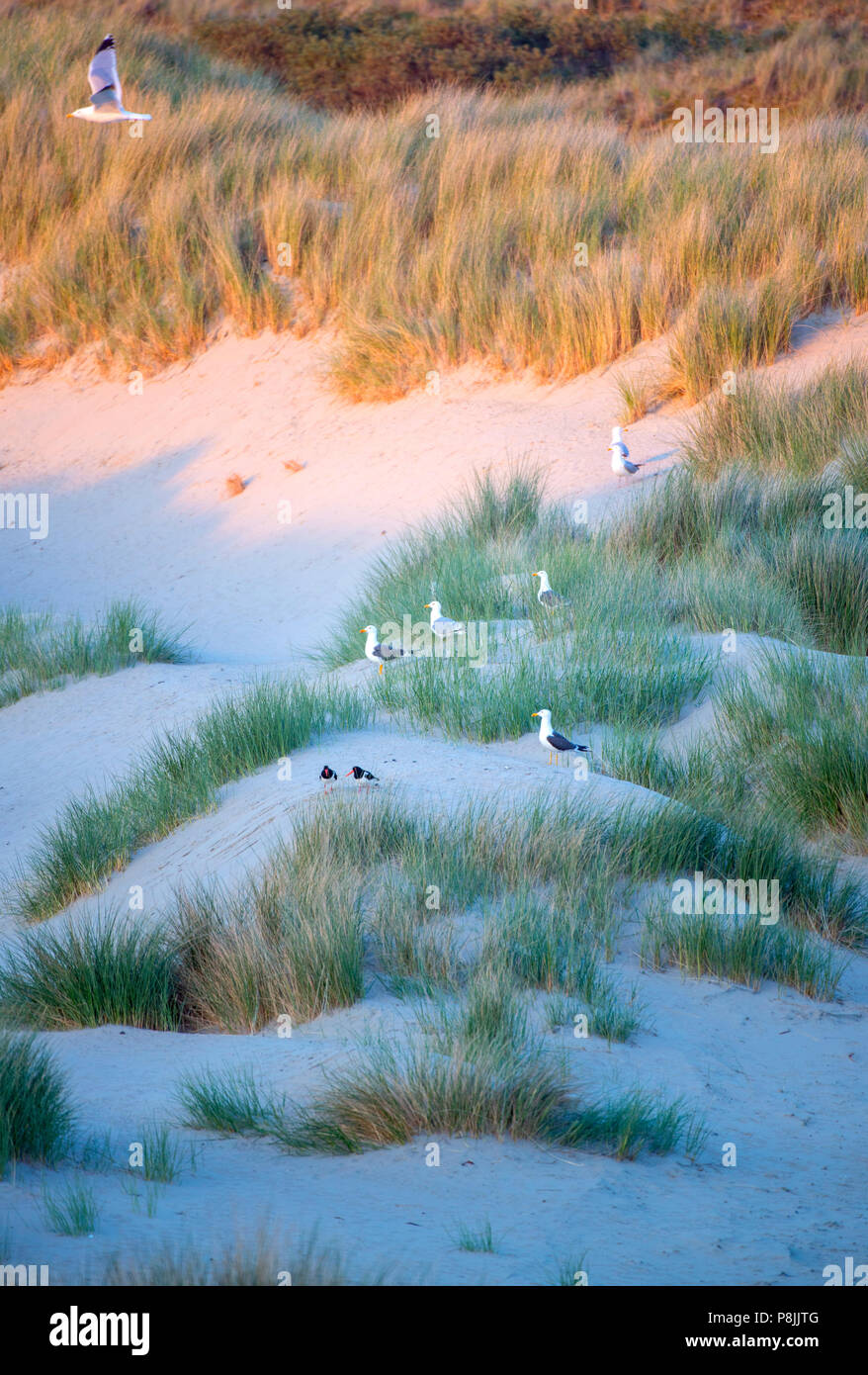 Dunes with breeding seagulls on the Neeltje Jans Island in the Netherlands Stock Photo