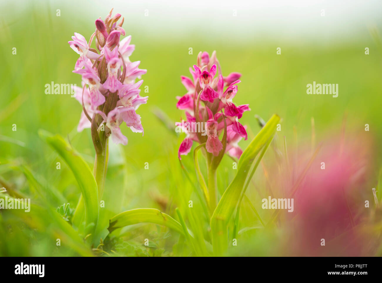 rare red form of Early marsh orchid and the normal colour form Stock Photo
