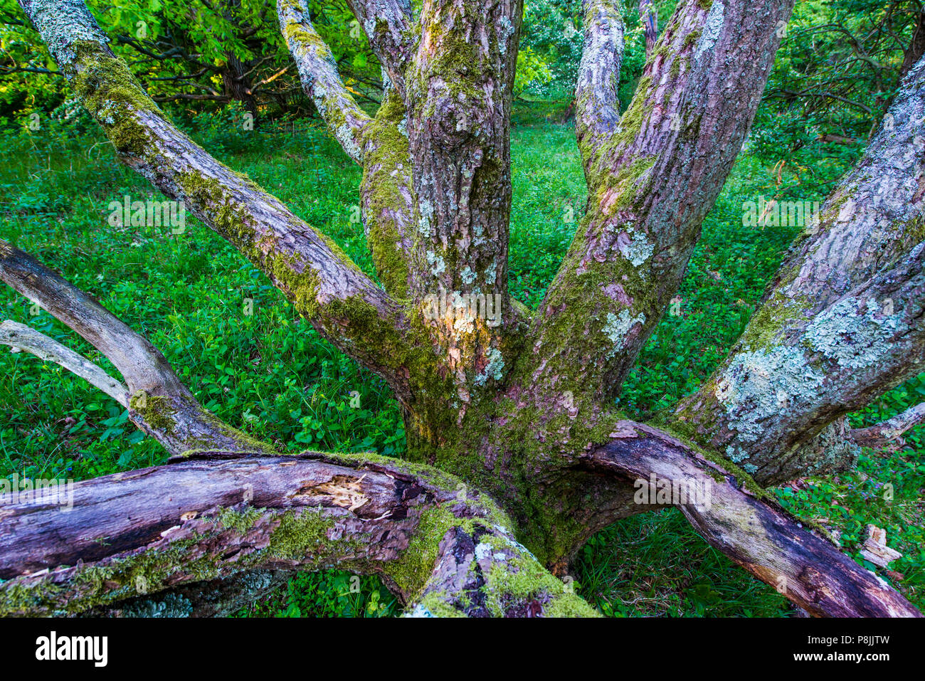 Ancient oak woodland during spring Stock Photo