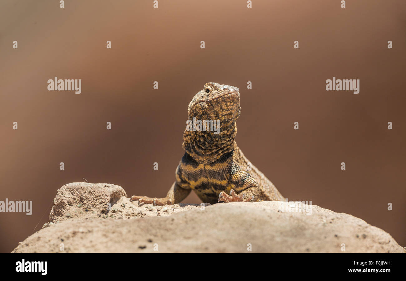 Tarapaca Pacific Iguana (Microlophus tarapacensi) sitting on a rock Stock Photo