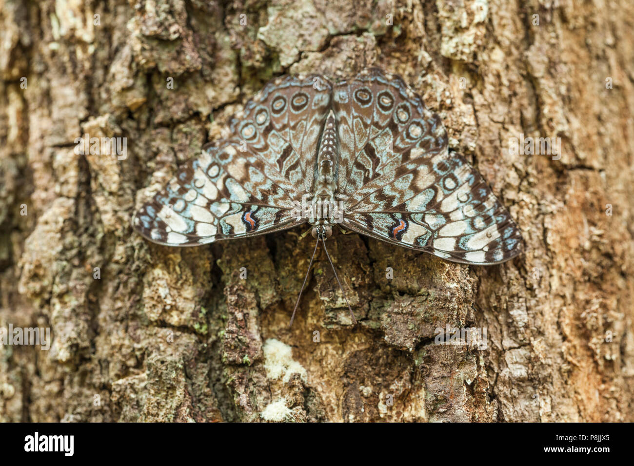 Cracker Butterfly (Hamadryas amphinome) sitting on trunk of a tree Stock Photo