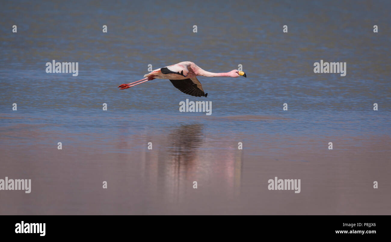 James's Flamingo (Phoenicoparrus jamesi) flying over the half frozen salt lake of Salar de Surire Stock Photo