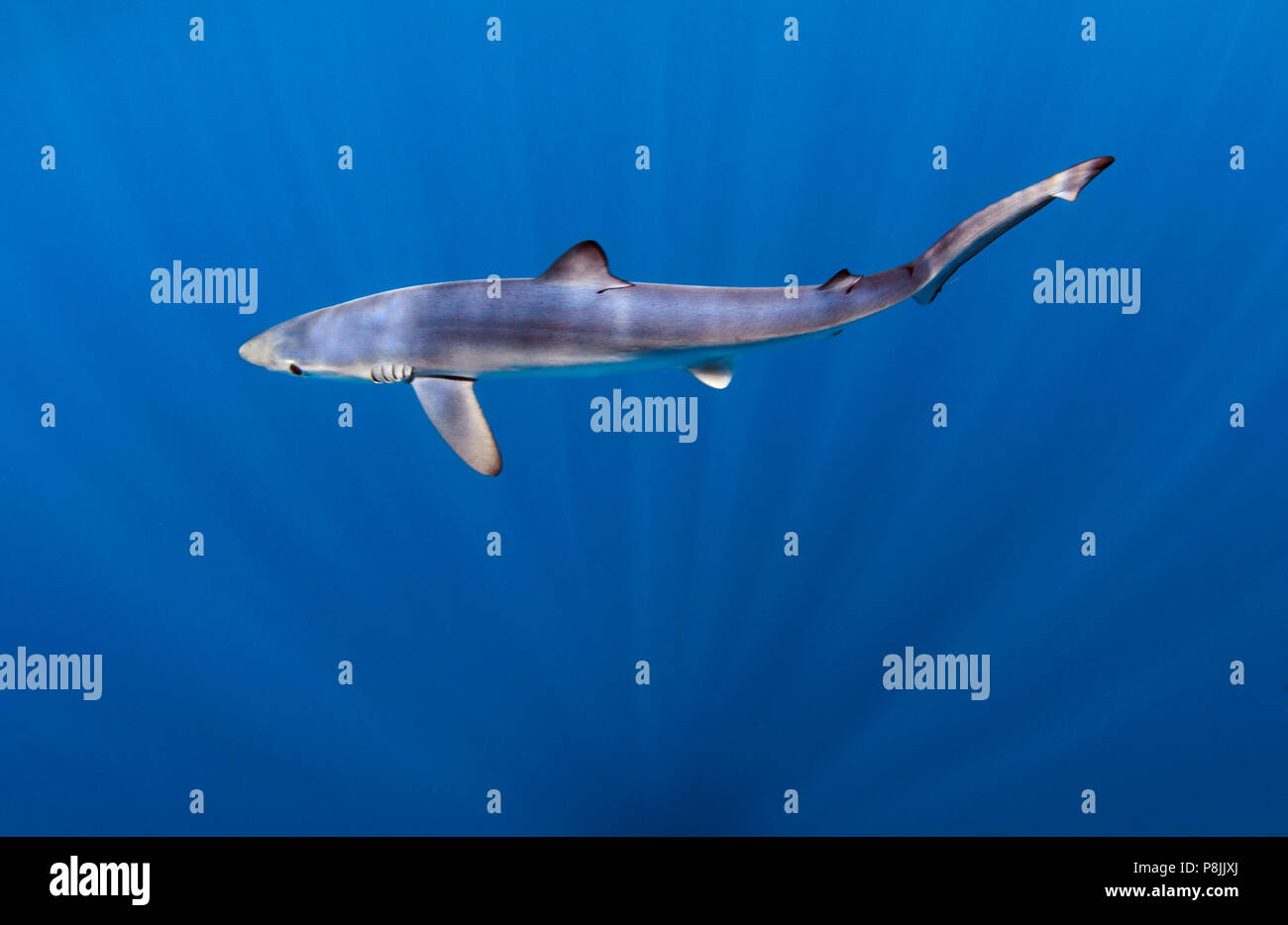 Blue shark in open water Stock Photo