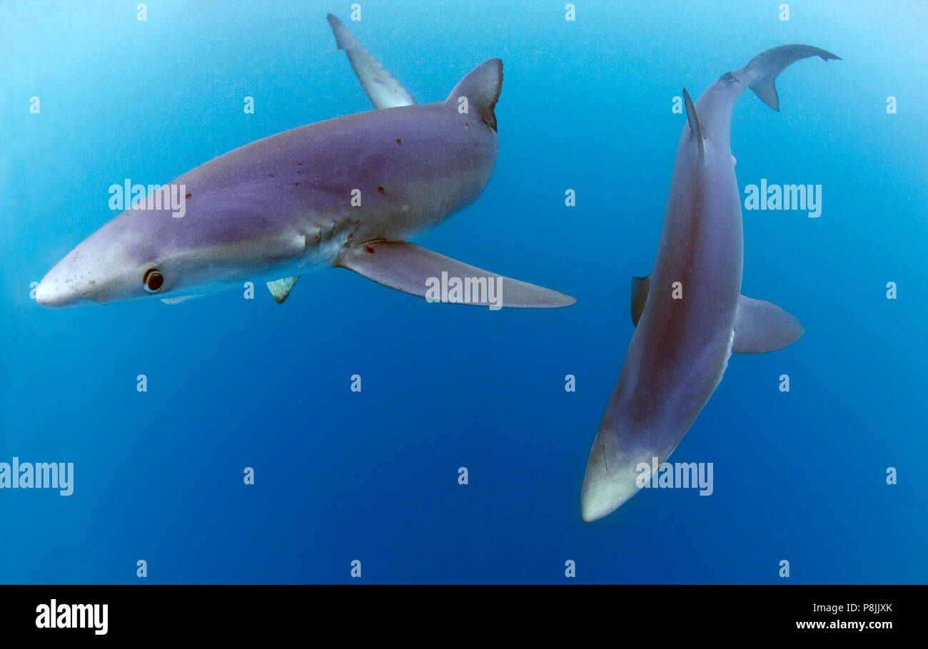 Blue sharks in open water Stock Photo